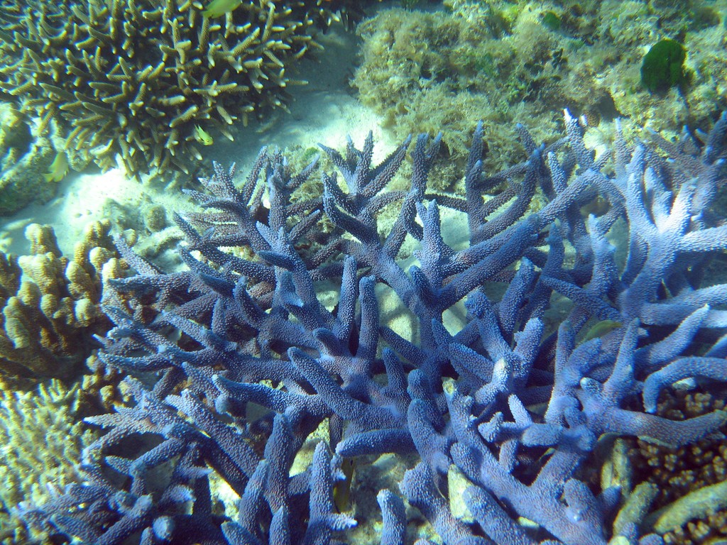 Reef & Marine Life